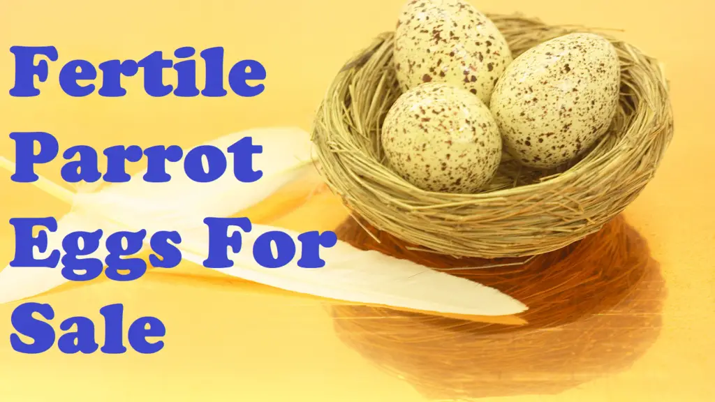 Fertile Parrot Eggs for Sale - All Pets Journal