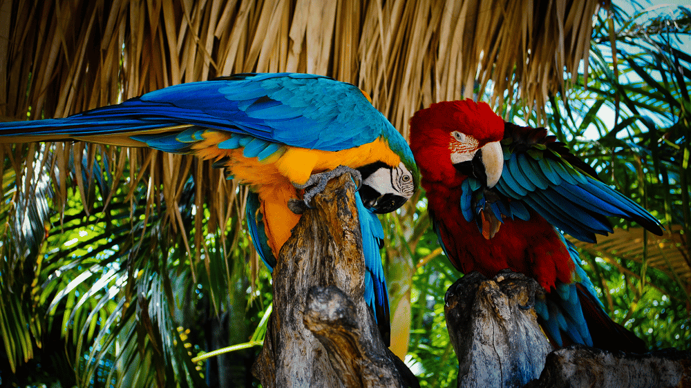 How Much Does A Macaw Cost? - All Pets Journal