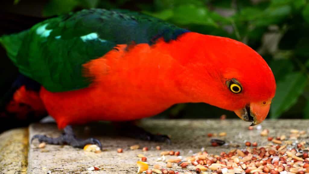 Best Parrot Food: Essential Nutrition for Your Feathered Friend