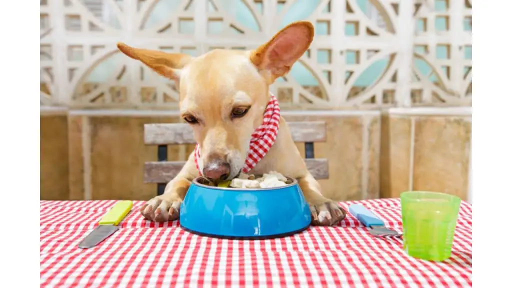Canines and Yoghurt: Can Dogs Eat Strawberry Yogurt? - All Pets Journal